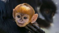 沐鸣平台澳大利亚动物园诞生了一只罕见的猴子