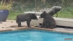 视频显示，科罗拉多熊在冬眠前的游泳池里溅起了水花