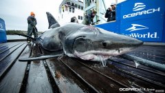 沐鸣平台主管专家称，在美国海岸捕获的头部有伤口的大白鲨被更大的鲨鱼咬伤