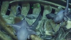 图片和视频显示，深海生物吞噬鲸鱼尸体