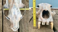 沐鸣平台主管堪萨斯姐妹沿阿肯色河发现了“古老的”熊头骨