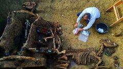克罗地亚发现古罗马战车和马的化石，这些马来自“非常富有的家族”