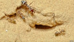 沐鸣平台主管世界上跑得最快的蚂蚁的速度相当于360英里每小时