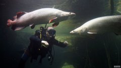 沐鸣平台主管亚马逊鱼的“防弹背心”是食人鱼的保护