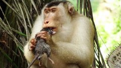 沐鸣平台主管马来西亚科学家发现贪婪的杀人猴吃大老鼠