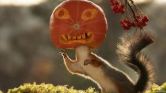 令人惊奇的照片显示松鼠的头上有一个南瓜