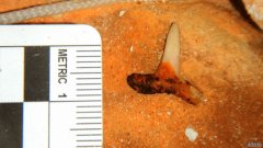 杏3沐鸣平台墨西哥发现巨齿鲨牙齿