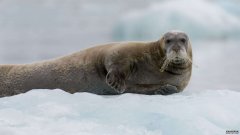 致命的海豹病毒可能会因为北极冰层的融化而传播得更快