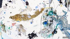 沐鸣平台登陆线路在一些沿海的托儿所，塑料制品的数量是幼鱼的7倍