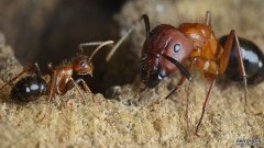 沐鸣注册登录扳动一个分子开关就能把蚂蚁战士变成觅食蚁