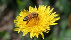 电力线可能会干扰蜜蜂的行为和学习能力