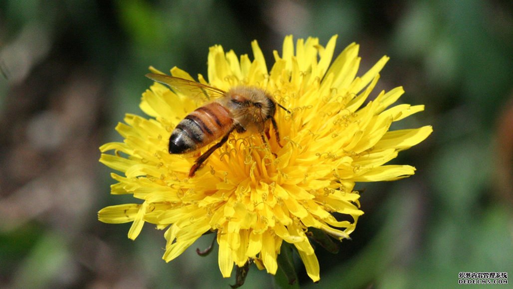 沐鸣注册登录,电力线可能会干扰蜜蜂的行为和学习能力