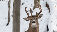 密歇根州的一只长着三只鹿角的鹿被摄像机拍了下来