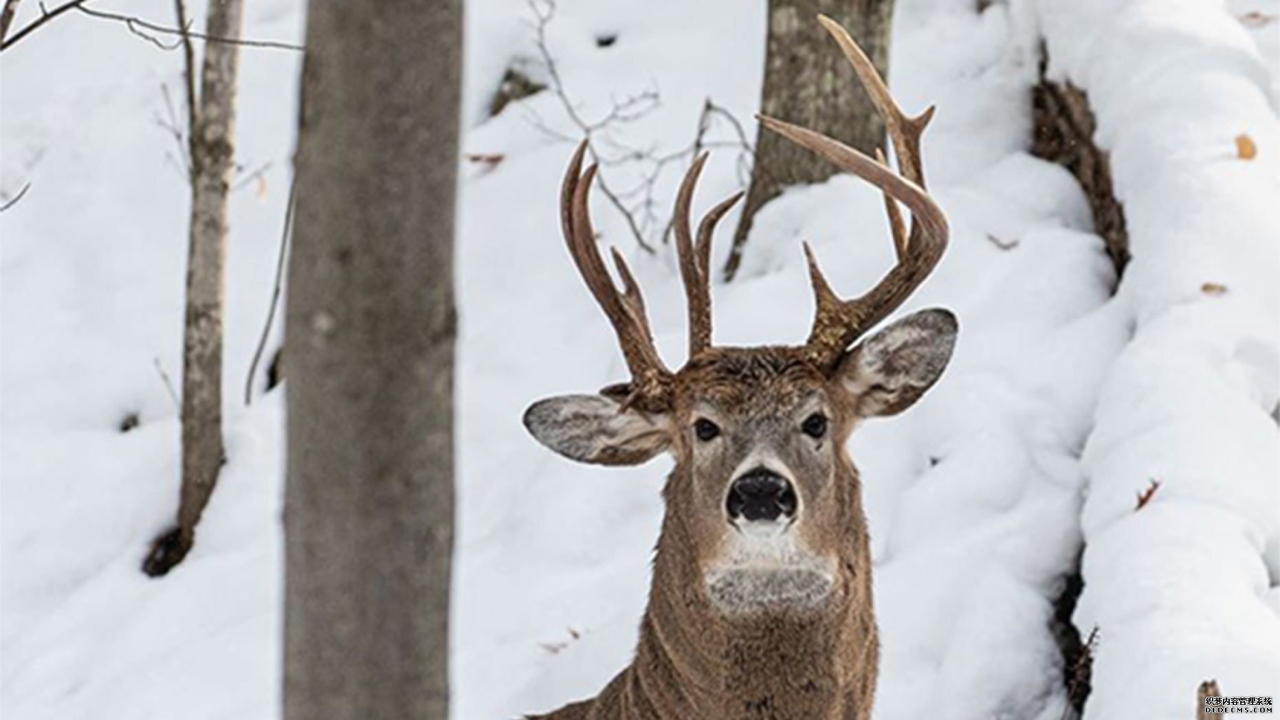 沐鸣平台,密歇根州的一只长着三只鹿角的鹿被摄像机拍了下来