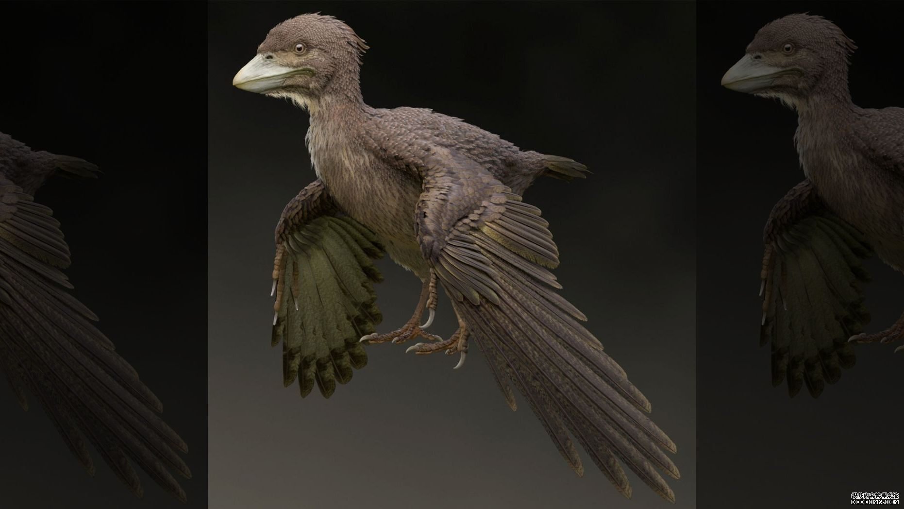 沐鸣平台,日本发现了生活在恐龙时代的一亿两千万岁的鸟