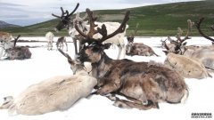 沐鸣平台登陆线路“永冻”的消失威胁着蒙古驯鹿牧民的生活方式