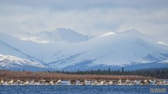 沐鸣平台登陆线路北美驯鹿迁徙的距离比任何已知的陆地动物都要远