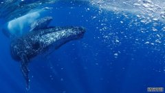 沐鸣平台登陆线路南大西洋的座头鲸已从濒临灭绝的状态中恢复过来
