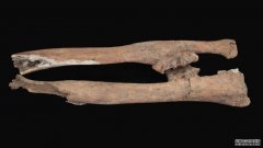 沐鸣平台登陆线路考古学家把古代的骨头与记载在罗塞塔石碑上的反抗联系在一起