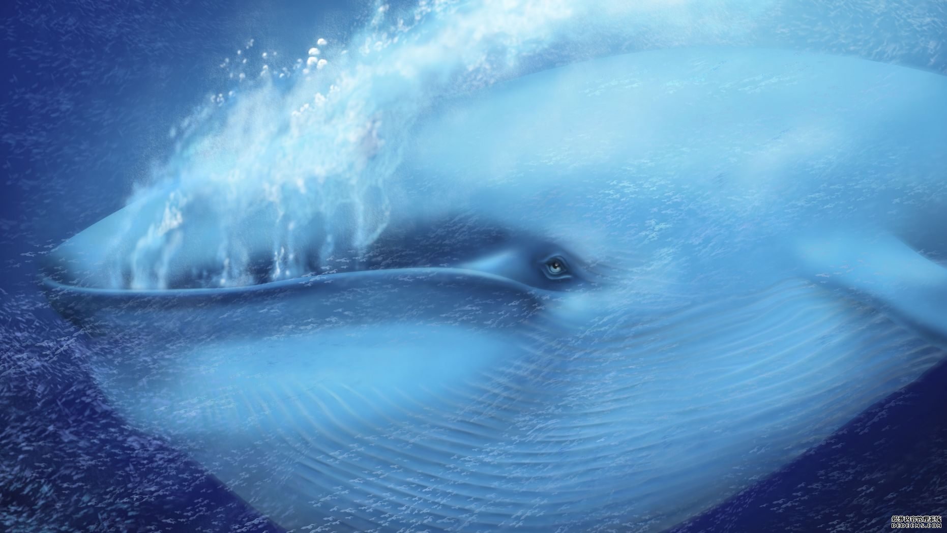 杏3沐鸣平台,一只蓝鲸第一次接受了心跳检测，这让科学家们感到震惊