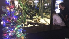 杏3沐鸣平台电鳗为田纳西州水族馆的圣诞彩灯供电，科学的惊人应用