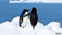 沐鸣平台登陆线路《极地情事》(A Polar Affair)深入探讨了长达一个世纪的企鹅性爱掩盖