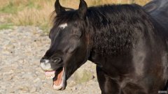 令人惊讶的照片显示了这匹马看起来像在歇斯底里地大笑