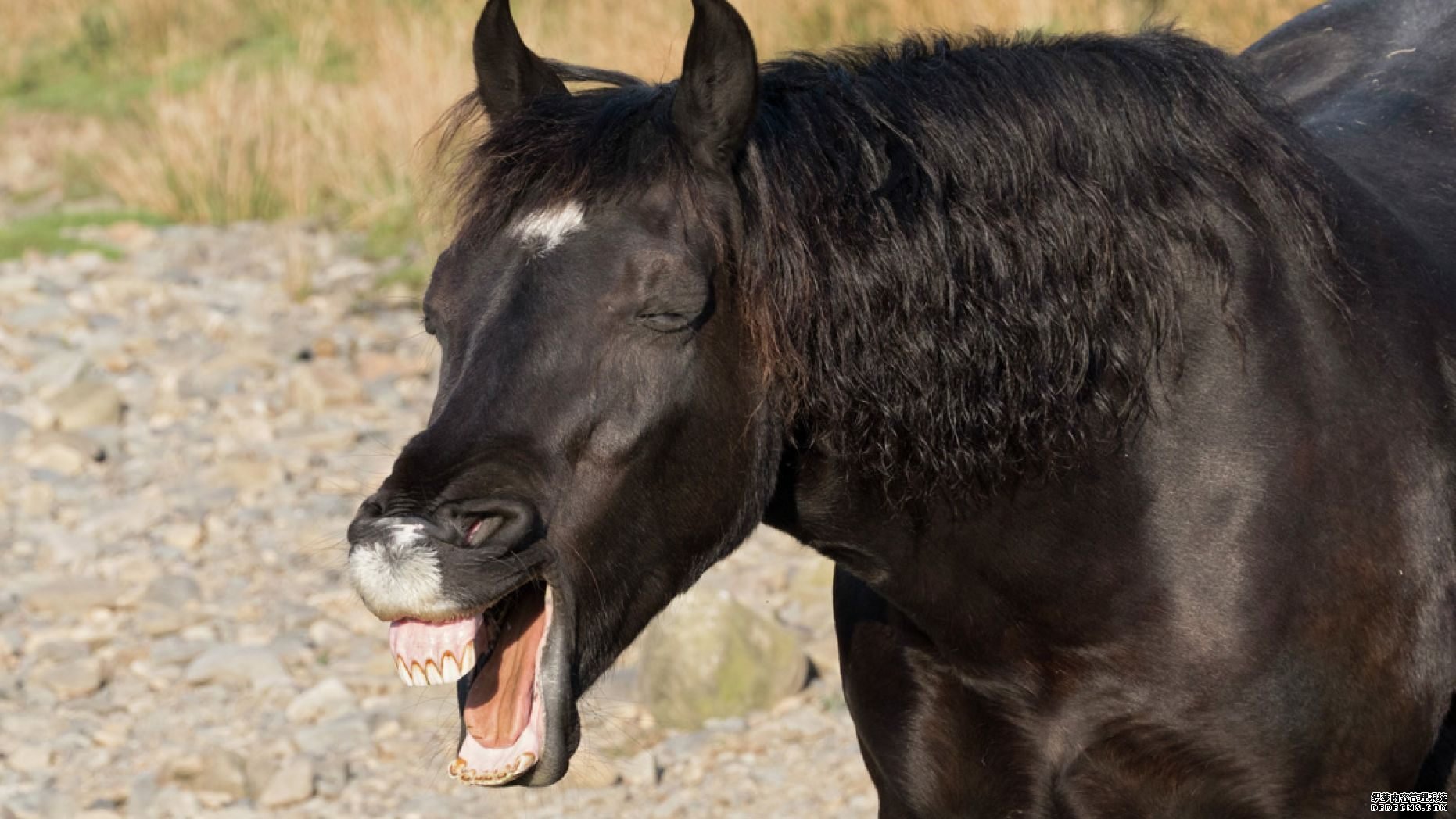 杏3沐鸣平台,令人惊讶的照片显示了这匹马看起来像在歇斯底里地大笑
