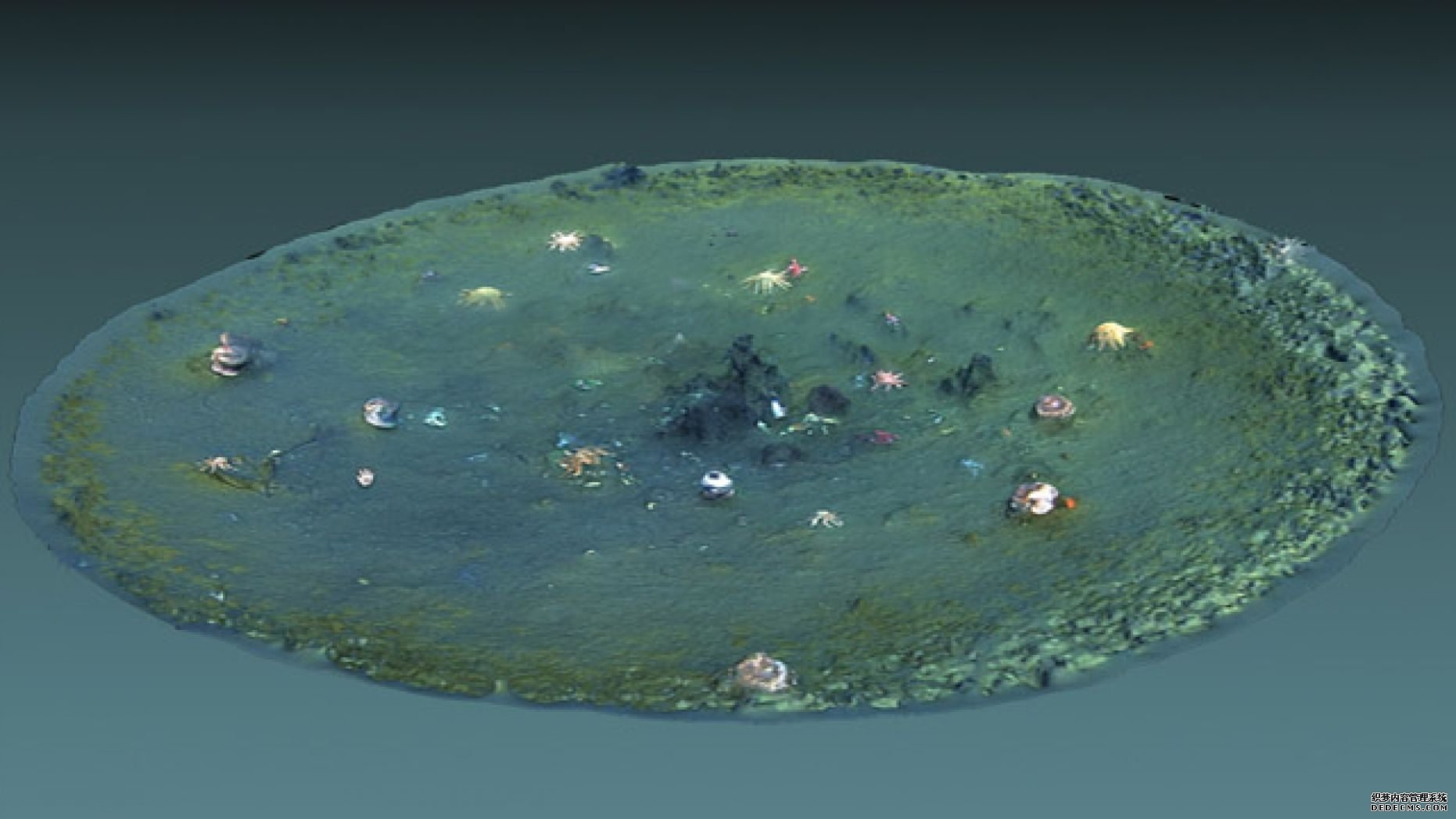 杏3沐鸣平台,在加利福尼亚海岸发现了数千个奇怪的洞