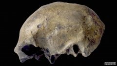 沐鸣平台登陆线路直立人最后一次被发现是在大约117,000年前