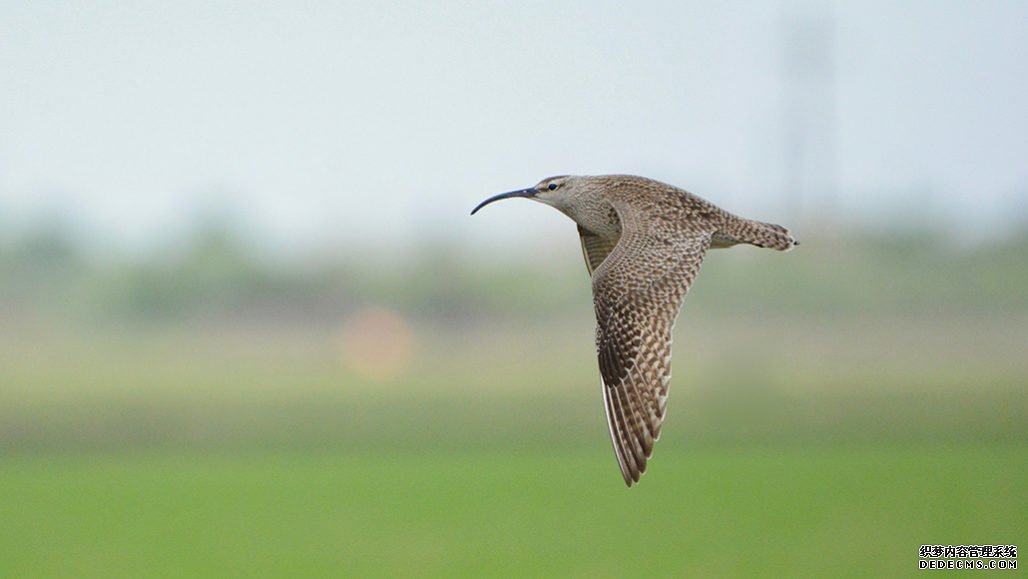 沐鸣平台登陆线路,气候变化可能是鸟类较早在美国各地迁徙的原因