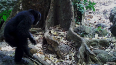 研究显示，沐鸣平台黑猩猩通过向树木扔石头来创造“摇滚音乐”