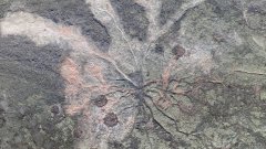 世界上最古老的树木化石在纽约被发现