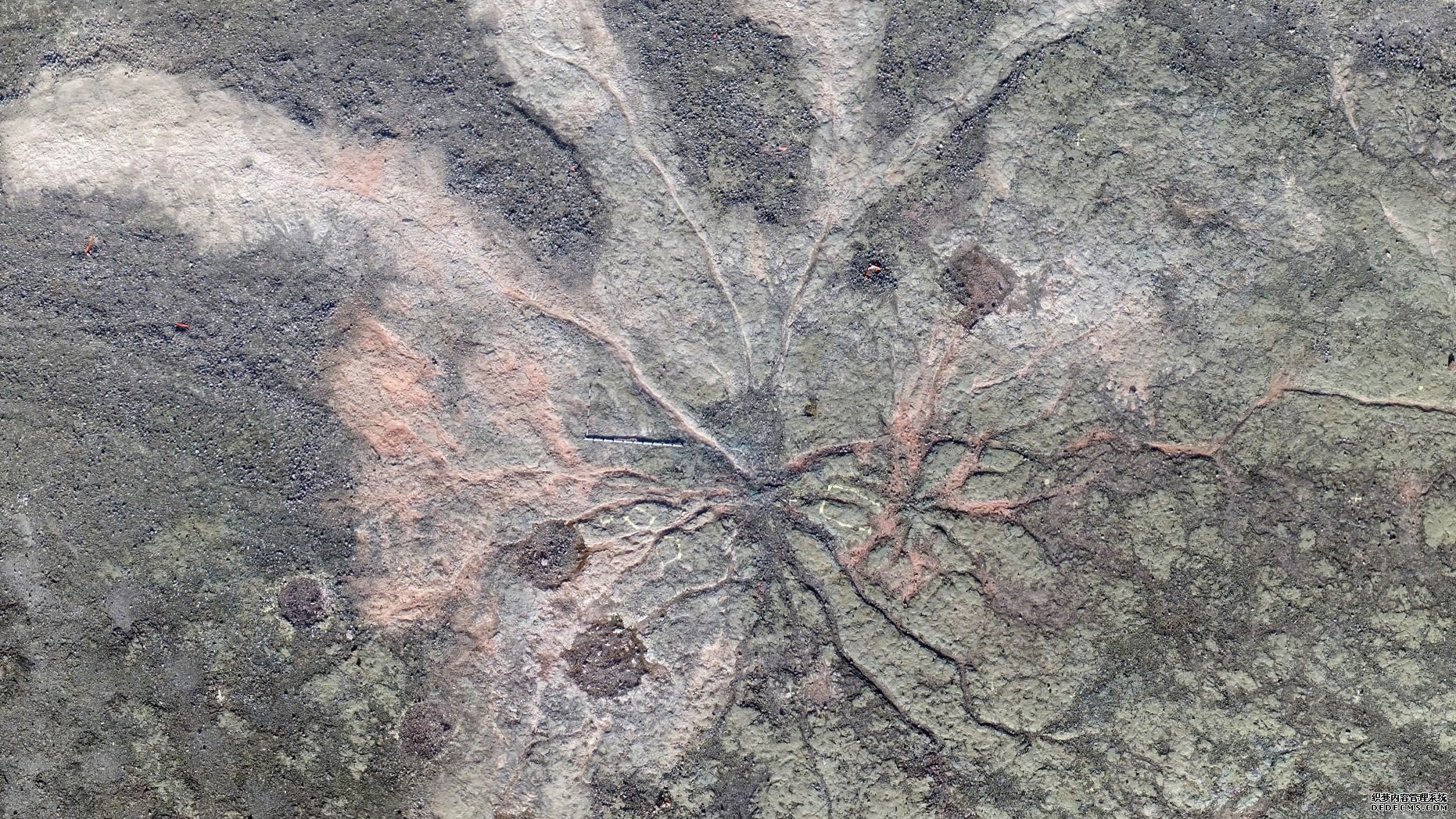 沐鸣平台,世界上最古老的树木化石在纽约被发现