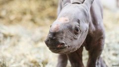 沐鸣平台罕见的黑犀牛宝宝在平安夜出生