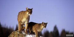 沐鸣平台亚利桑那州当局杀死3只美洲狮，发现它们正在吞食人类尸体