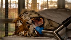 图片显示，重达425磅的西伯利亚虎正在接受长达数小时的根管手术