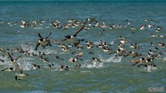 沐鸣平台登陆线路巨大的海洋热浪“团”导致了前所未有的海鸟灭绝