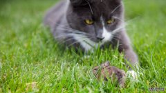 沐鸣平台登陆线路一种使老鼠不怕猫的寄生虫可能也会消除其他的恐惧