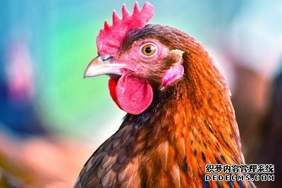 沐鸣测速,绿色和平组织说，“环保”鸡肉是有代价的