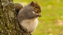 令人难以置信的照片显示“英国最胖的松鼠”，它不停地吃东西
