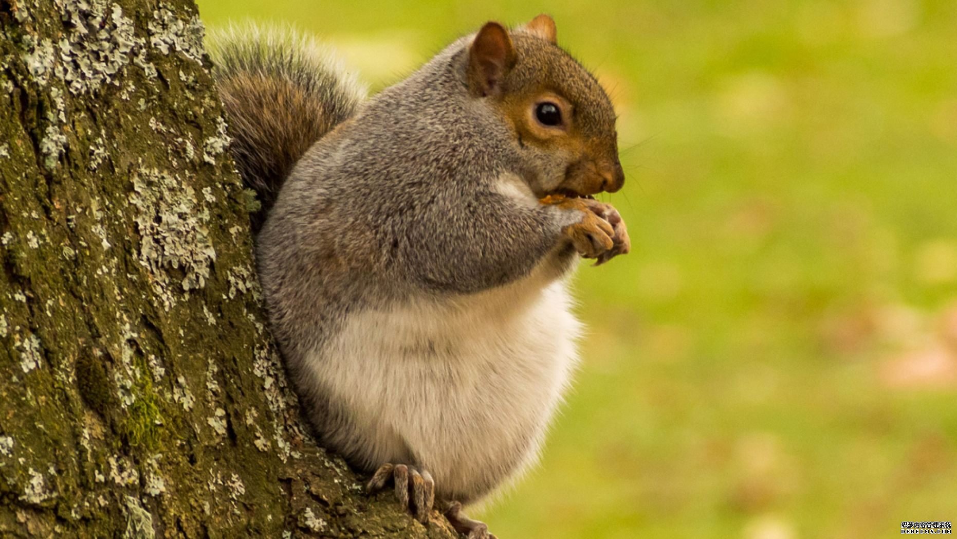 杏3沐鸣平台,令人难以置信的照片显示“英国最胖的松鼠”，它不停地吃东西