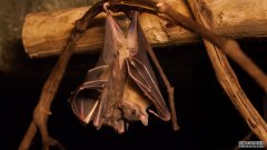 蝙蝠的免疫系统可能是它们的病毒对人类如此致命的原因