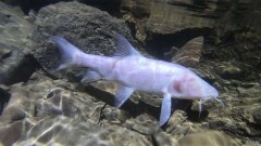 沐鸣平台在印度洞穴里发现了世界上最大的地下鱼——它是盲鱼