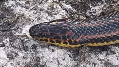 难以捉摸的彩虹蛇50年来首次出现在佛罗里达国家森林，专家说