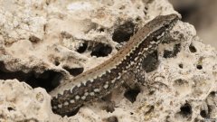 沐鸣平台科学家们在小蜥蜴的壳里发现了脑寄生虫