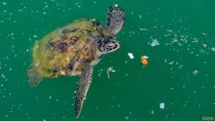 研究表明，海龟吃塑料是因为塑料闻起来像食物