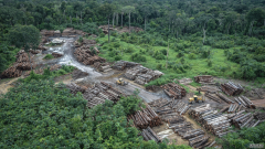 杏3沐鸣平台研究:热带森林失去吸收碳的能力