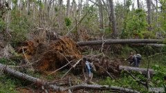 飓风玛利亚带来的暴雨是如何摧毁波多黎各的森林的
