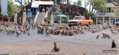 泰国爆发冠状病毒疫情，沐鸣平台成群饥饿的猴子在街头打斗